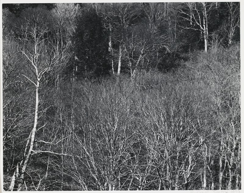 Trees, Great Smoky Mountains National Park, North Carolina, Michael A. Smith, 1973