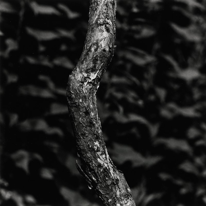 Untitled, Aaron Siskind, 1918–76