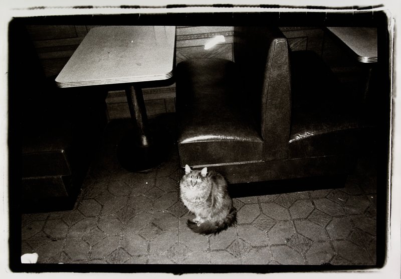 Cat and Camel, Ramon J. Muxter, 1976