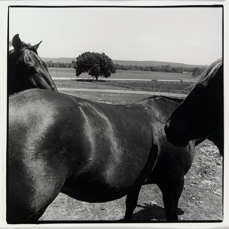 Horses, Larry W. Schwarm, 20th century