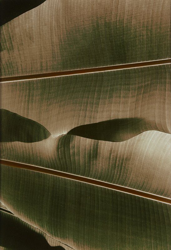 Leaves No. 7, Christopher James, 1977