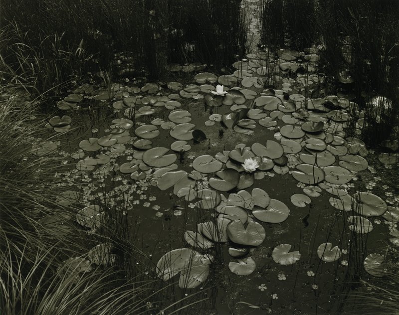Aquatic Plants No.1, Saddle River, New Jersey, George A. Tice, 1967