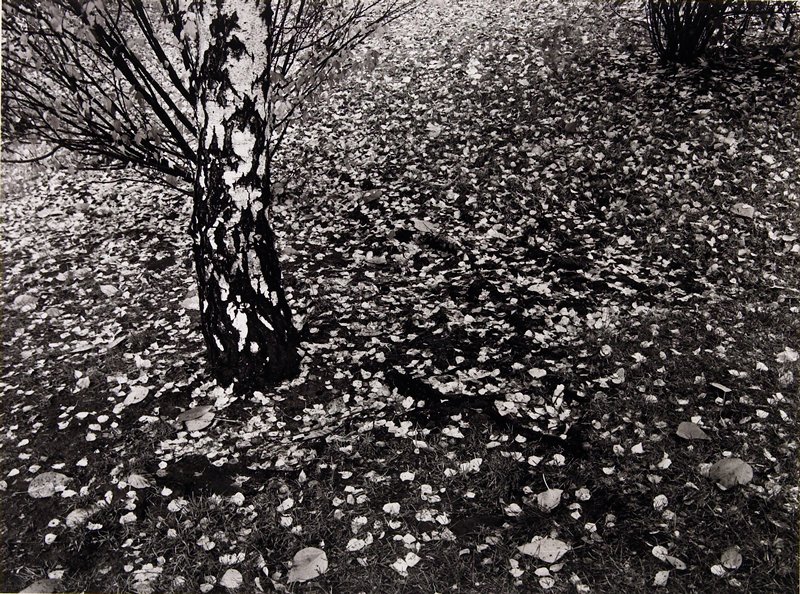 Backyard Birch, Gary Sutton, 1979