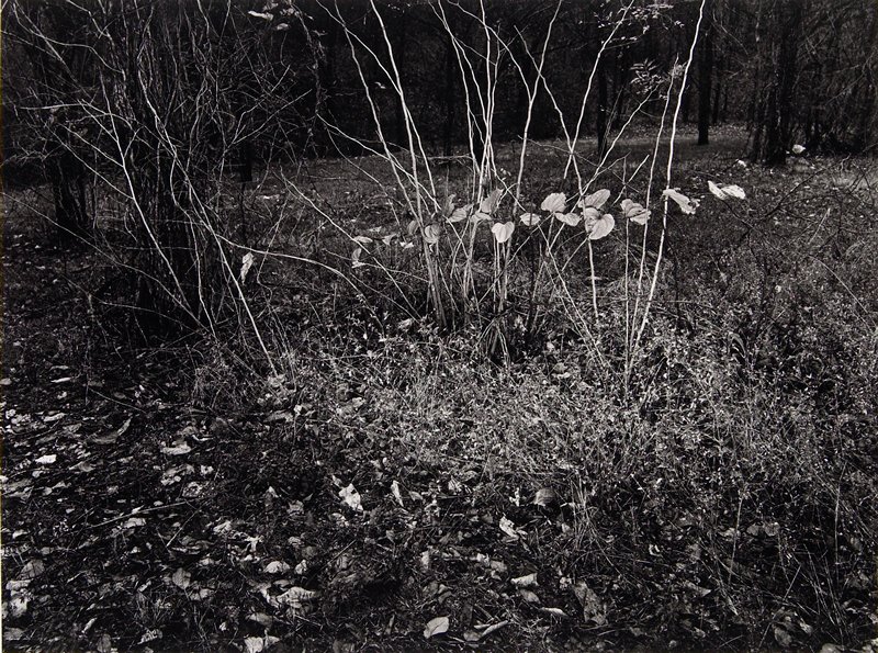 Silver Weeds, Gary Sutton, 1979