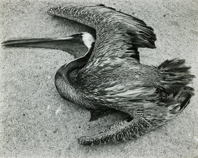 Pelican, Edward Weston, 1942