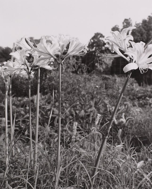 Ornamentals II, John Gossage, 1978
