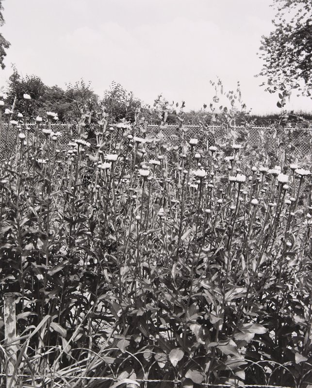 Ornamentals, N. W. Washington, D. C., John Gossage, 1978