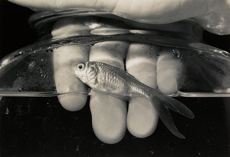 Untitled, Robert Holmgren, 1979