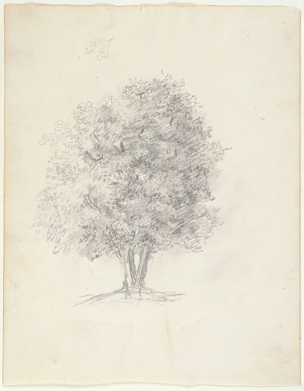 Tree Study, Théodore Rousseau, 1825