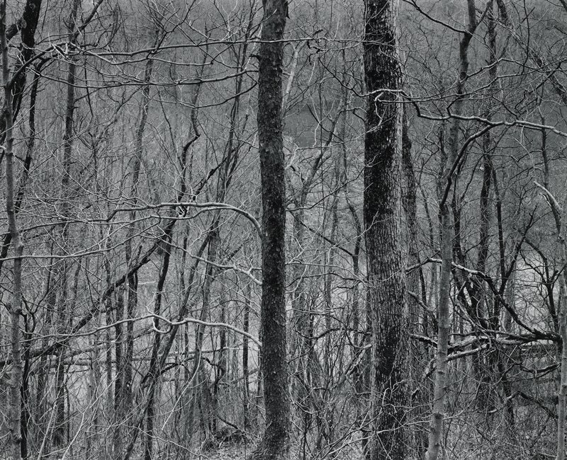 Kentucky 1971, Two Trees and River, Charles H. Traub, 1971