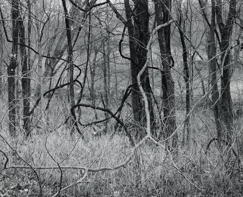 Kentucky 1970, Trees and Vines, Charles H. Traub, 1970