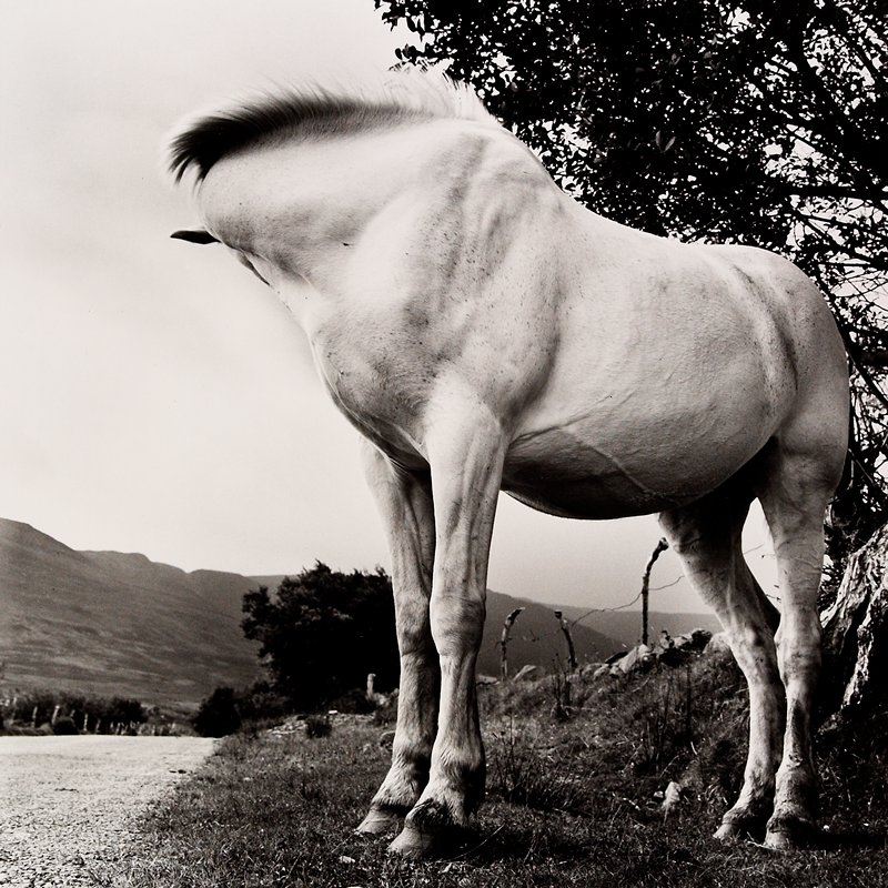 White Horse, Donegal, Ireland, Alen MacWeeney, 1965–66