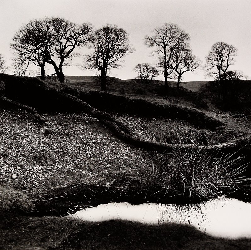 Wicklow Trees, County Wicklow, Ireland, Alen MacWeeney, 1965–66