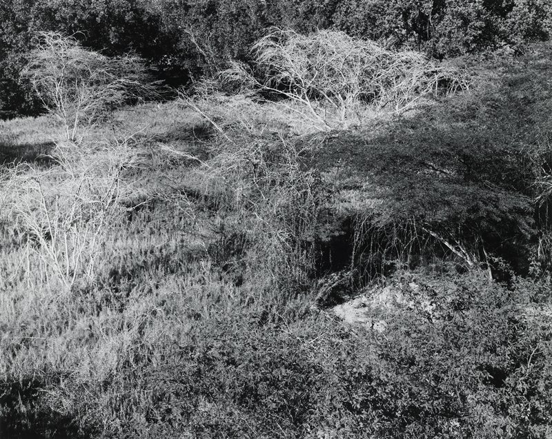 Venezuela 1973, Lacy Trees, Charles H. Traub, 1973