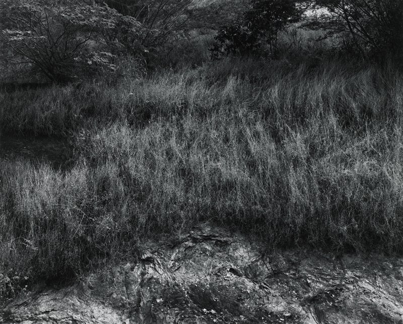 England 1972, Wavey Grass, Charles H. Traub, 1972