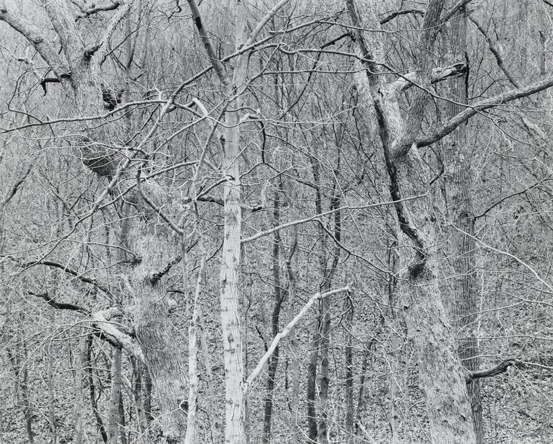 Kentucky 1970, Dancing Trees, Charles H. Traub, 1970