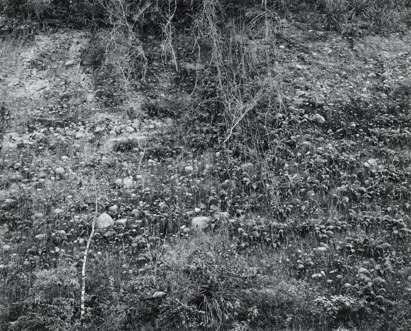 Mexico 1972, Vines and Rocks, Charles H. Traub, 1972