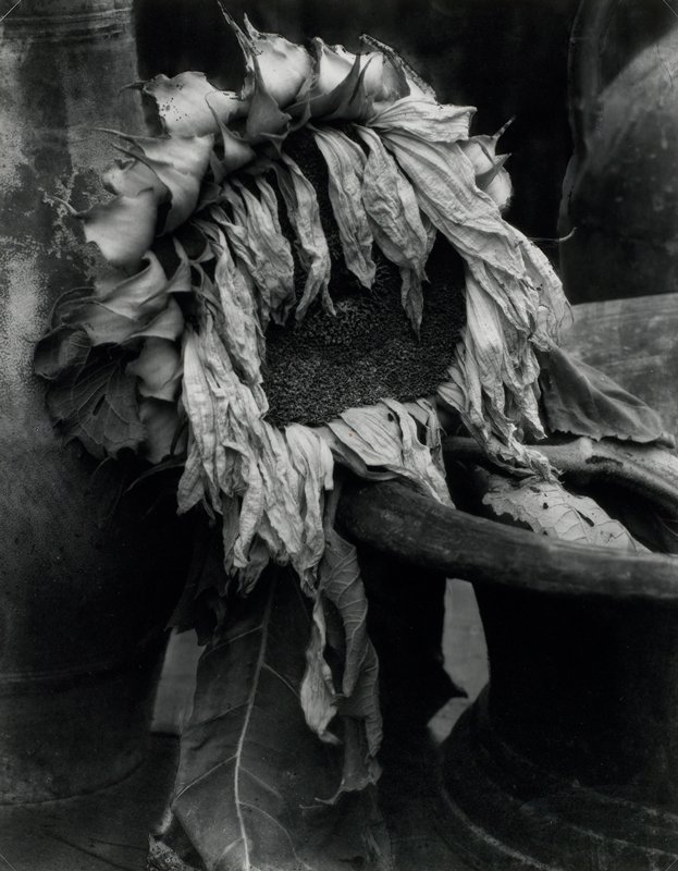 The Swing, Esztergom, André Kertész, 1917