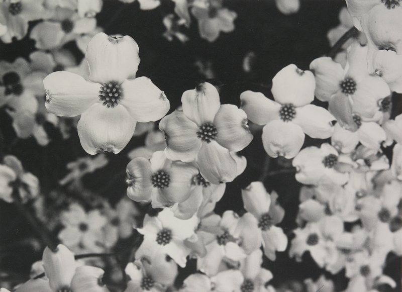 Dogwood, Victor Keppler, 1978