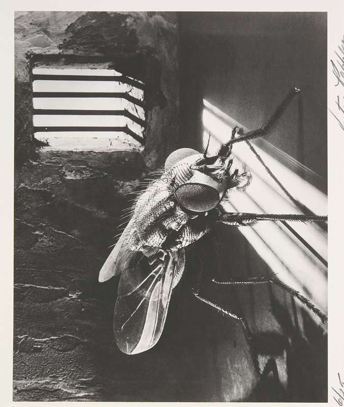 Imprisoned by a Lump of Coal, Victor Keppler, 1940
