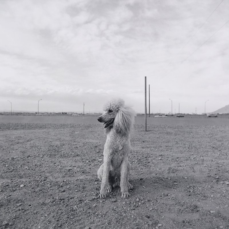 Poodle, Albuquerque, Frank W. Gohlke, 1974