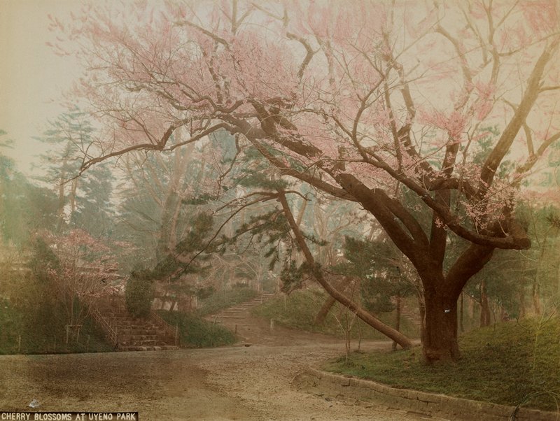 Cherry Blossoms at Uyeno Park, Tamamura K., c. 1891