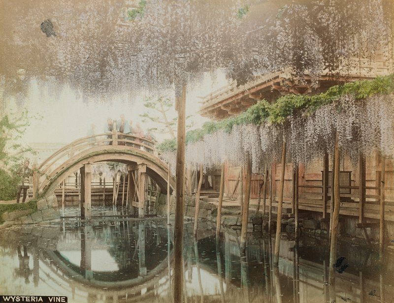 Wysteria Vine, Tamamura K., c. 1891