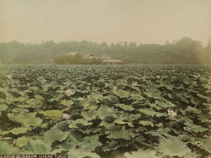 Lotus Blossom Uyeno, Tokio, Tamamura K., c. 1891