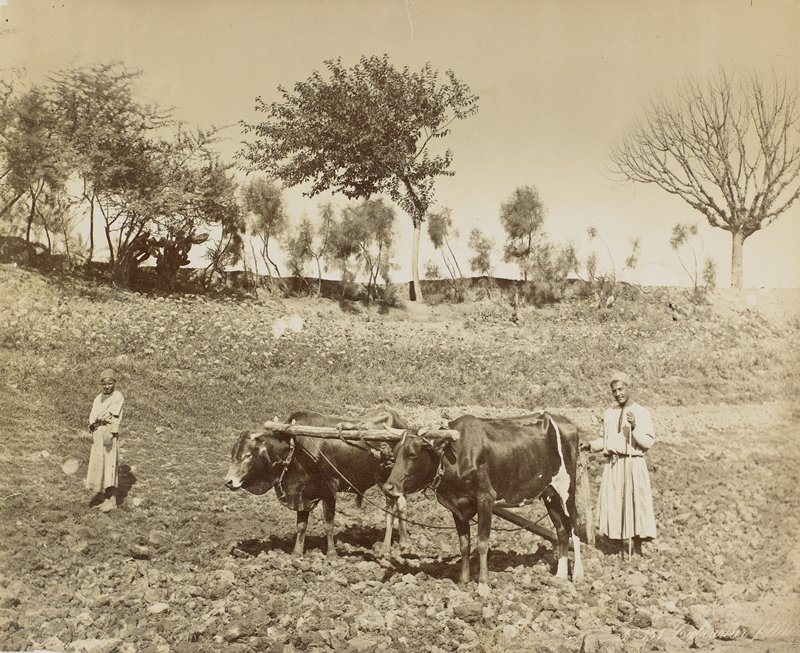 Labourour Fellaheen, Zangaki, 19th century