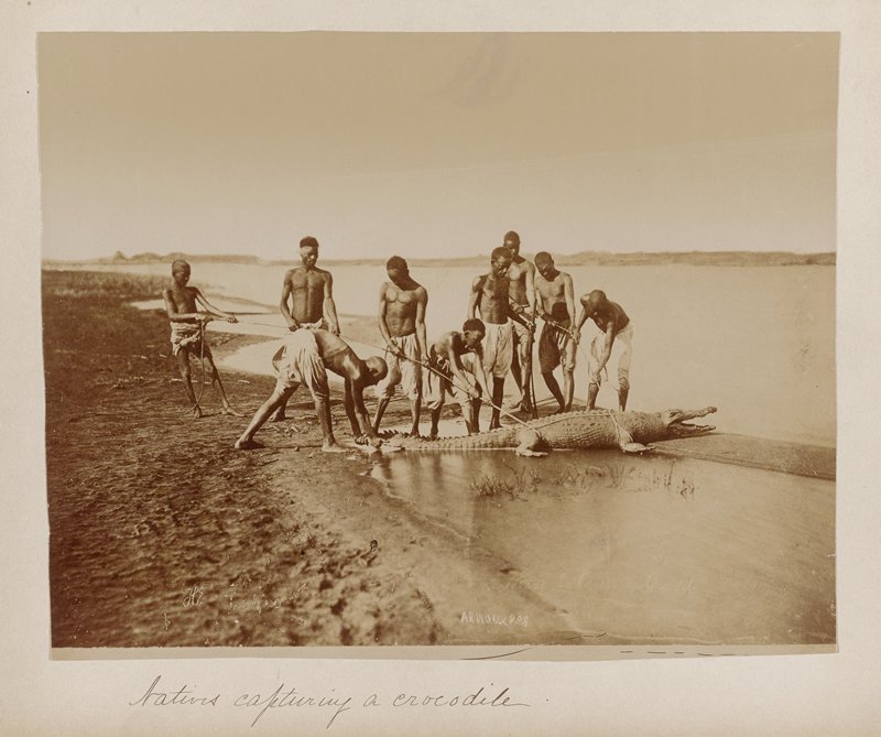 Untitled [natives capturing a crocodile], Hippolyte Arnoux, 19th century
