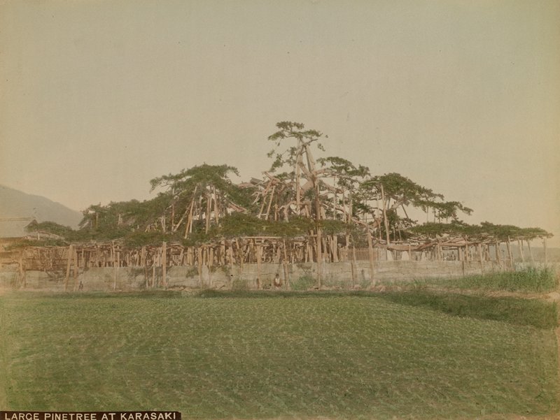 Large Pine Tree at Karasaki, Tamamura K., c. 1891