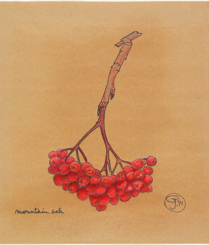 Mountain Ash, Gendron Jensen, 1971