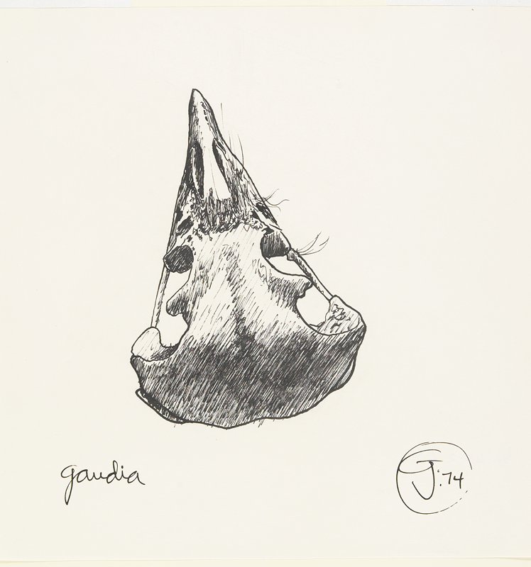 Gaudia, Gendron Jensen, 1974
