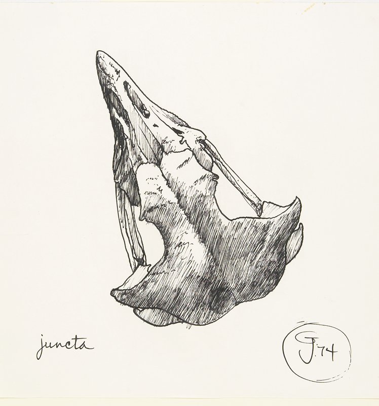Juncta, Gendron Jensen, 1974