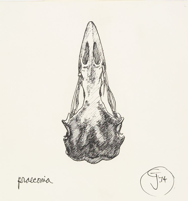 Praeconia, Gendron Jensen, 1974