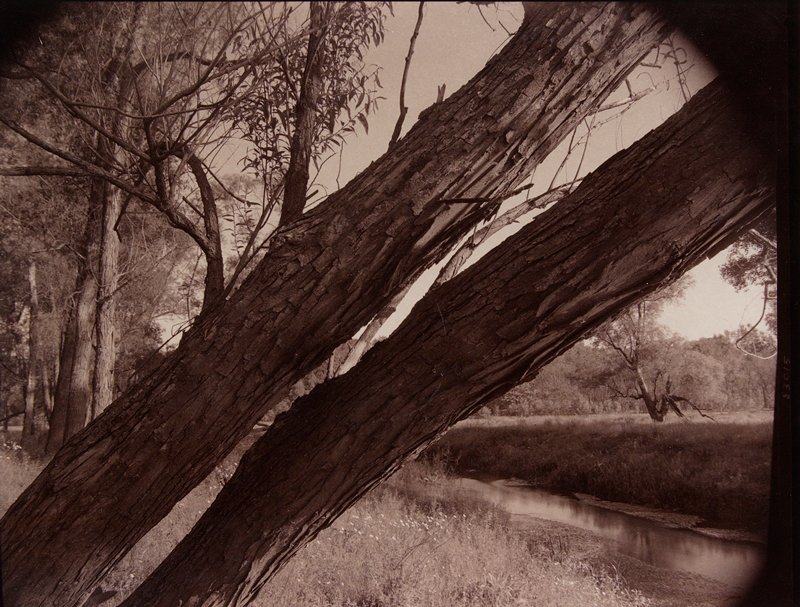 Hanky's Trees [leaning], James Knipe, 1983