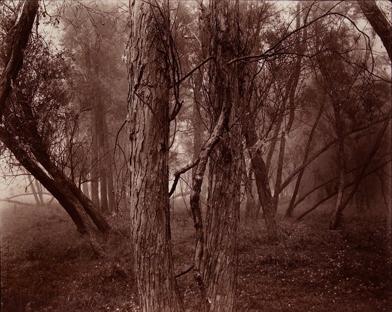 Hanky's Trees [straight trunks], James Knipe, 1983