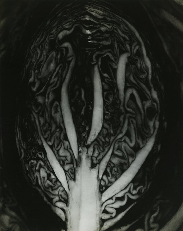 Purple Cabbage, Edward Weston, 1936