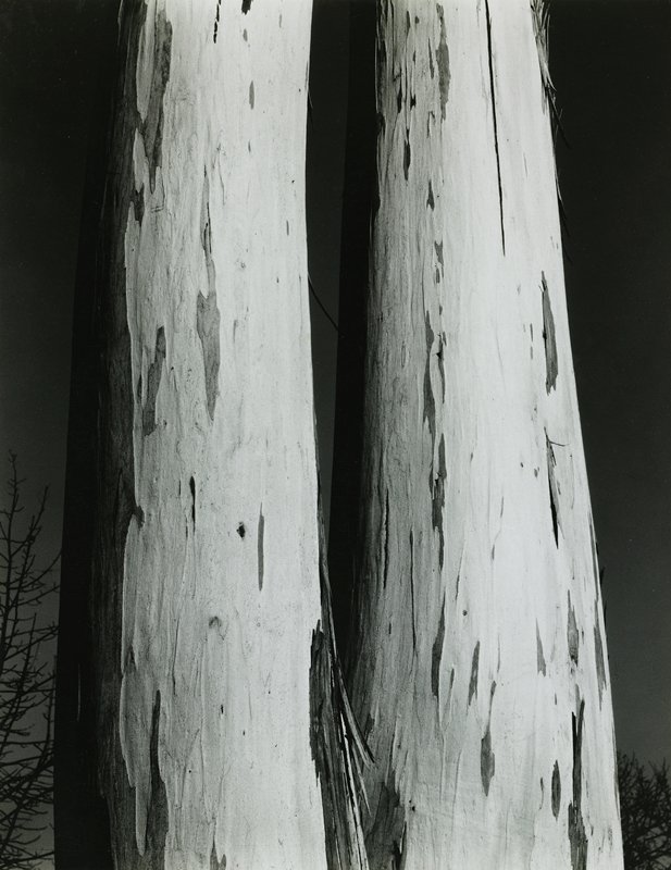 Eucalyptus, Edward Weston, 1929