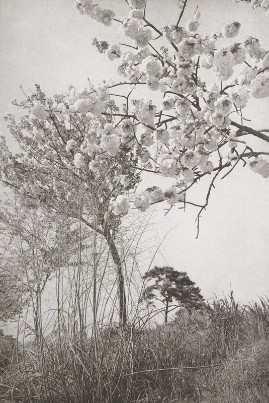 Tokyo, Lee Friedlander, 1977
