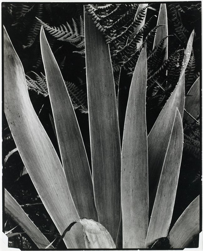 Iris, Georgetown, Maine, Paul Strand, 1928
