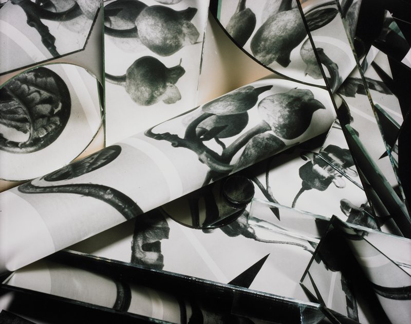 Optical Collage: Karl Blossfeldt, H. Arthur Taussig, 1982