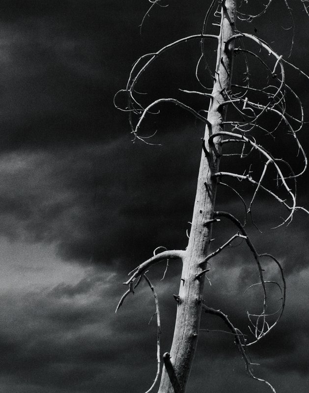 Untitled [bare branches], Rosalee Vogel, 1959