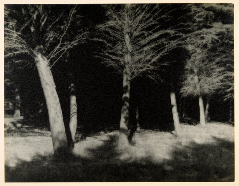 Ghost Trees, Dr. Roland E. Schneider, 20th century