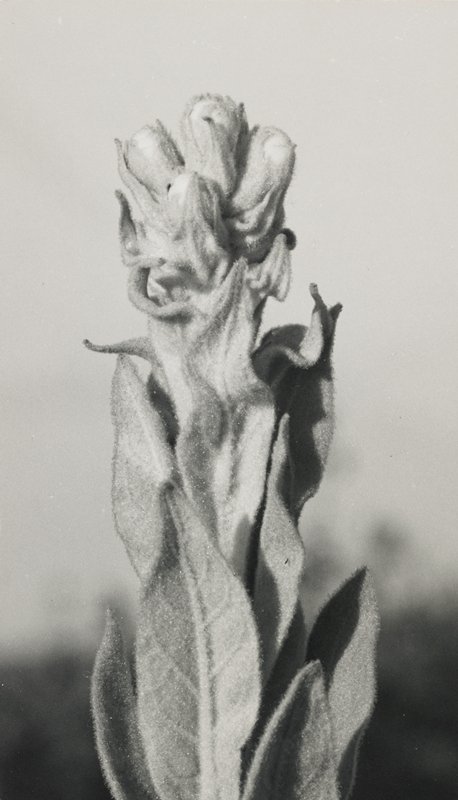 Untitled (budding plant), Robert Gene Wilcox, 20th century