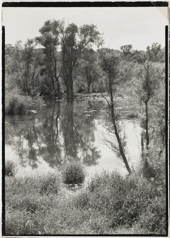 Untitled (trees reflected in water), Robert Gene Wilcox, 20th century