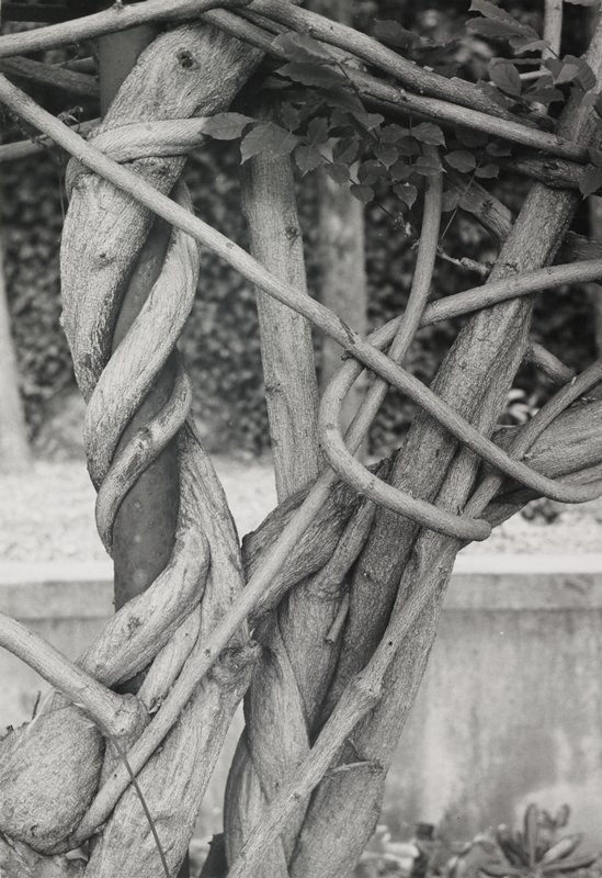 Untitled [knotty tree], Robert Gene Wilcox, 20th century