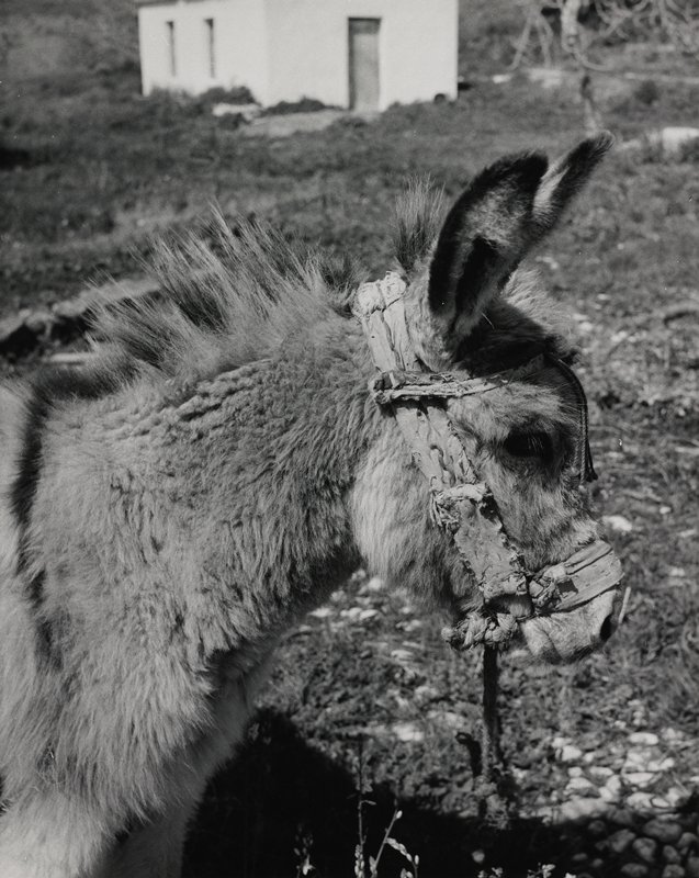 Untitled (burro with halter), Robert Gene Wilcox, 20th century