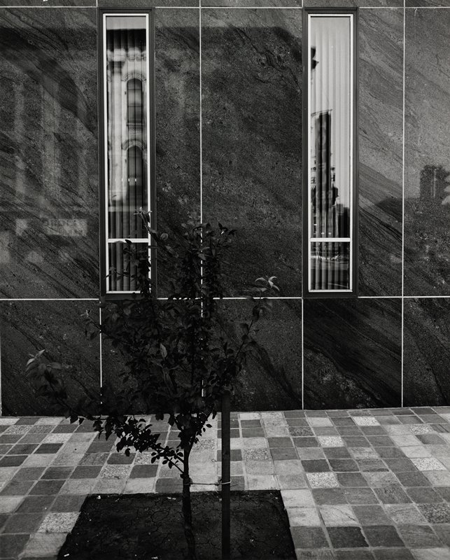 Untitled (small tree before 2 windows), Robert Gene Wilcox, 20th century