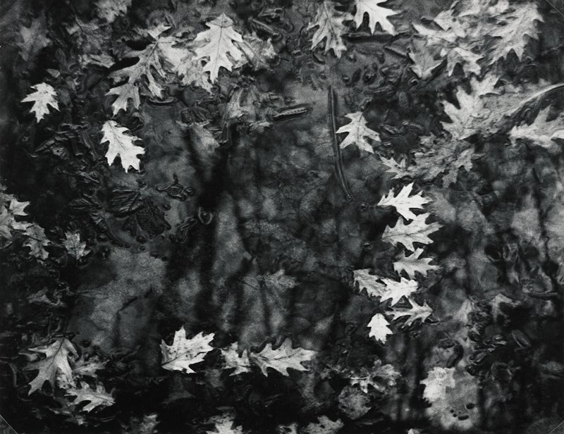 Untitled (leaves in water), Robert Gene Wilcox, 20th century